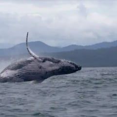 Los científicos lo califican como “épico”: la inusual migración de 13.000 km de una ballena esconde una preocupante razón