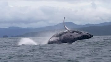 A humpback whale has traveled more than 8,000 miles over several years. The impressive migration could be a sign it is looking for new breeding grounds.