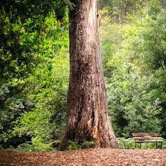 Prometheus, the 5,000-year-old tree cut down by a scientist by mistake: “I knew it was quite old”