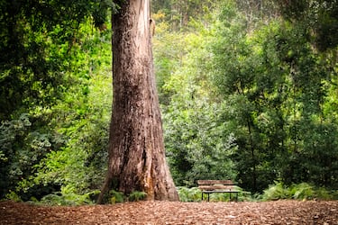 Este eucalipto blanco, plantado en el siglo XIX, es el árbol más alto de España con más de 60 metros de altura. Declarado Monumento Natural, destaca por su porte impresionante y por ser un gigante australiano adaptado a los bosques gallegos.