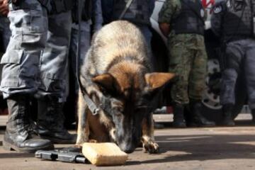 Tres meses antes de la Copa del Mundo de la FIFA, la Policía Militar de Brasilia, prepara a los perros que trabajarán en la seguridad del evento, en Brasilia. 23 animales están siendo entrenados para detectar explosivos, drogas y armas. Los perros realizarán entrenamiento en autobuses similares a los utilizados por las delegaciones de los países participantes en Brasil 2014. 