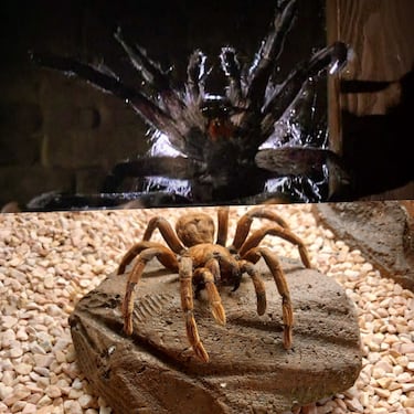 5 películas que exageraron la realidad: estos animales no son tan peligrosos para el humano