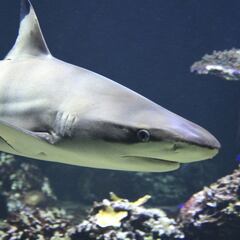 Un tiburón blanco devora a un nadador en la playa de Little Bay
