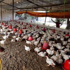 Dos científicos chinos que identificaron la COVID avisan de otro peligro: la gripe H5N8