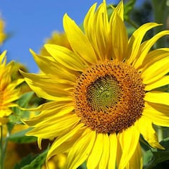 Los motivos por los que se regalan flores amarillas el 21 de septiembre: significado y frases para celebrar