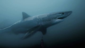 tibur&oacute;n blanco sud&aacute;frica submarinismo