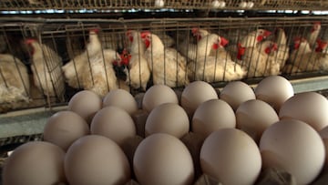 El impactante aumento de los precios de los huevos se debe al brote de gripe aviar y varias tiendas ya han limitado su compra.