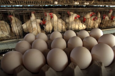 Estos son los importantes productos que subirán de precio con los nuevos aranceles: leche, huevos...