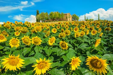 Los 10 campos de flores m¨¢s espectaculares del mundo