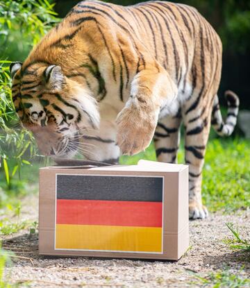 El tigre "Fedor" antes del México-Alemania.