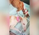 Primeras imágenes de los perros rescatados