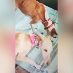 Primeras imágenes de los perros rescatados