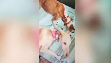 Primeras imágenes de los perros rescatados