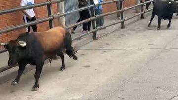 Tragedia en un encierro en Pantoja (Toledo): un muerto y tres heridos