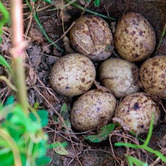 #NoMolestes a la fauna