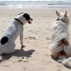¿Cómo saber si un perro sufre un golpe de calor?