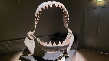 El nuevo descubrimiento de un grupo de investigadores no deja dudas: “El tiburón más grande del mundo vivió aquí”