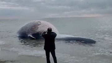 Hallan en la playa de Estepona el cadáver de una ballena de más de 10 metros