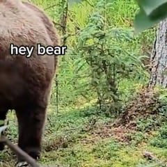 Dos excursionistas, cara a cara con dos grizzlies: "¡Hola osos!"