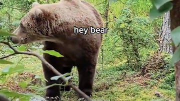 Oso grizzly en el bosque.