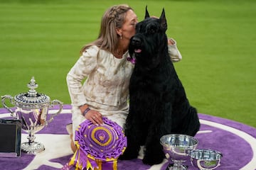 Monty, un Schnauzer gigante, tras proclamarse campen de la 149? Exposicin Canina Anual del Westminster Kennel Club en el Centro de Convenciones Jacob Javits en la ciudad de Nueva York.