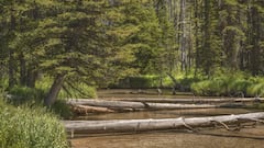 EEUU ha arrojado 6.000 troncos desde helicópteros por todo el país: busca un objetivo vital en una operación aérea inédita