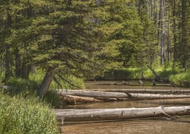 EEUU ha arrojado 6.000 troncos desde helicópteros por todo el país: busca un objetivo vital en una operación aérea inédita