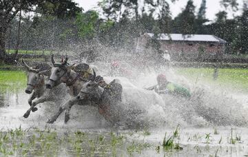 Granjeros indios compiten con sus toros mientras participan en una carrera de toros en un campo de arroz durante un festival de monzones en la aldea de Herobhanga.