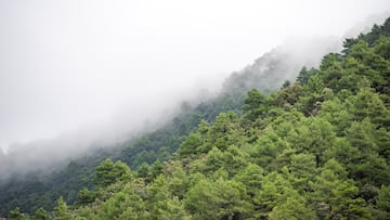 Niebla en el Nacimiento del Río Mundo en el comienzo del otoño 2023, en la Sierra del Segura, a 22 de septiembre de 2023, en Riópar, Albacete, Castilla-La Mancha (España). El otoño de 2023 en el hemisferio norte comienza el sábado 23 de septiembre, según cálculos del Observatorio Astronómico Nacional. Esta estación durará aproximadamente 89 días y 21 horas, y terminará el 22 de diciembre con el comienzo del invierno. Aunque tanto el Parlamento Europeo como la Comisión se han pronunciado a favor de eliminar los cambios de hora en el futuro, todavía no existe una decisión definitiva al respecto. Por ello, durante 2023 seguirá en vigor el tradicional cambio de hora que tiene lugar el último domingo de octubre.
22 SEPTIEMBRE 2023;OTOÑO;HOJAS;MARRÓN;SEPTIEMBRE;ESTACIÓN
Víctor Fernández / Europa Press
22/09/2023