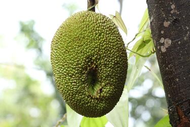 Ni meln ni sanda: esta es la fruta tropical que pesa 50 kilos y es buena para controlar el azcar