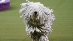 Not a dog or a cat: These low-maintenance pets are “solitary creatures and don’t often want companionship or handling”