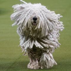 Not a dog or a cat: These low-maintenance pets are “solitary creatures and don’t often want companionship or handling”