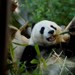 Sorprendente descubrimiento sobre los osos panda