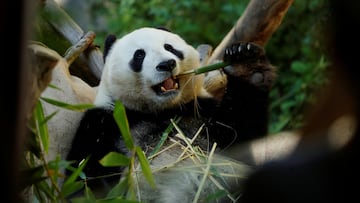 FILE PHOTO: Giant male panda Xiao Liwu eats a meal of bamboo before being repatriated to China with his mother Bai Yun, bringing an end to a 23-year-long panda research program in San Diego, California, U.S., April 18, 2019. Picture taken April 18, 2019. REUTERS/Mike Blake/File Photo