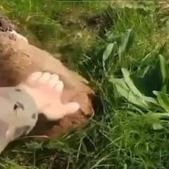 Un cazador se encuentra con un corzo tan dormido que tiene que darle palmadas para asegurarse que sigue con vida