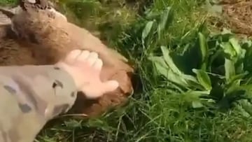 Un cazador se encuentra con un corzo tan dormido que tiene que darle palmadas para asegurarse que sigue con vida