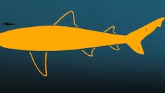 Even bigger than ‘The Meg’: This is how long the largest shark that ever lived was according to a new study