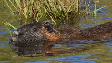 Así es el Capibara chileno