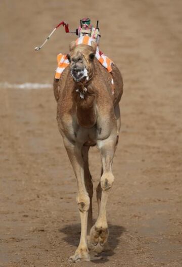 Se celebr車 en Dubai la Al Marmoom Heritage Festival, un acontecimiento que promueve el deporte tradicional de la carrera de camellos en la regi車n. Los participantes lo hacen a trav谷s de un jinete rob車tico con control remoto.