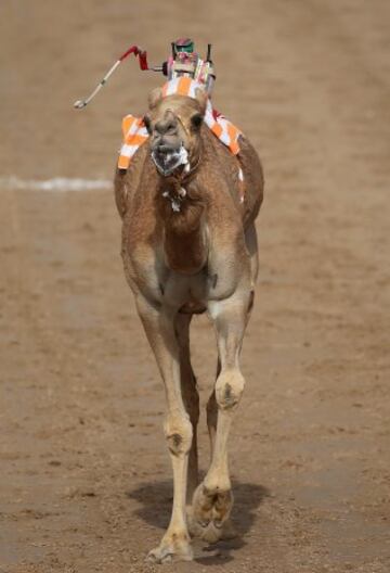 Se celebró en Dubai la Al Marmoom Heritage Festival, un acontecimiento que promueve el deporte tradicional de la carrera de camellos en la región. Los participantes lo hacen a través de un jinete robótico con control remoto. 