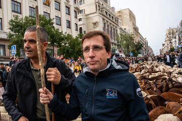 El alcalde de Madrid, José Luis Martínez-Almeida, acompaña al rebaño trashumante a su paso por Madrid.