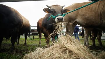 Ganado durante la V Feria en defensa del ganadero de montaña, a 10 de mayo de 2025, en Cervantes, Lugo, Galicia (España). El evento reúne a más de 200 animales con el objetivo de poner en valor el trabajo del sector agroganadero de la montaña lucense. La feria fue retomada en 2019 por la asociación Territorio Verde con el apoyo del Ayuntamiento tras más de tres décadas sin celebrarse.
10 MAYO 2025;GANADO;FERIA;MONTAÑA;RECURSOS
Carlos Castro / Europa Press
10/05/2025