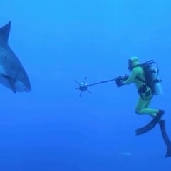 "Los tiburones blancos no están acostumbrados a que naden hacia ellos"