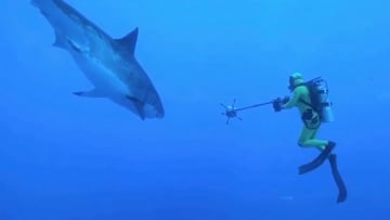 El buceador Mikey Muller grabando a un tibur&oacute;n blanco bajo el agua, con el traje de buceo. 