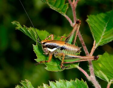 En las noches calurosas del verano, durante la época de apareamiento de los grillos, los machos frotan sus alas delanteras para producir un sonido, denominado estridificar y con el que inician el cortejo a las hembras. La frecuencia de los chirridos de un grillo es consistente con la temperatura del aire, por lo que simplemente necesitamos contar cuántos chirridos hay durante más de 25 segundos, luego dividir por 3 y agregar 4 para indicar la temperatura en grados Celsius que hace.