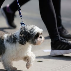 El supermercado más barato de Chile anuncia una oferta imbatible en comida para mascotas: conoce todas las sucursales