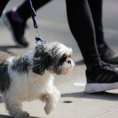 El aviso de la Policía Nacional para los dueños de mascotas que no recojan los excrementos de la calle