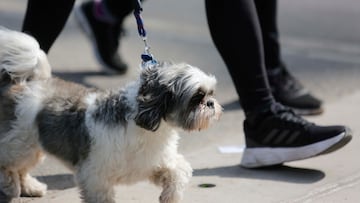 Santiago 16 de abril 2023
Miles de mascotas (perritos) visitan con sus dueños el parque metropolitano del cerro San Cristobal ,actividad en que participa carabineros.
Juan Eduardo Lopez/ Aton Chile