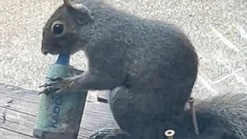 Ardilla fumando vaper en Londres