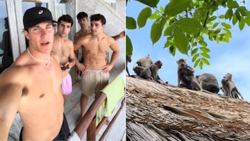 Les roban en Bali, tienen que negociar con los ladrones y hay un gran problema: son monos